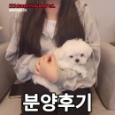 쓰담쓰담애견샵 이미지