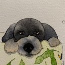 느낌있개 이미지