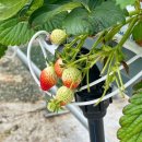영천농장 | 새콤달콤 경북 영천 설향딸기 맛집 [아딸기] 스마트팜 농장 방문 후기