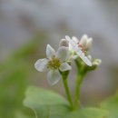 메밀(Buckwheat) 이미지