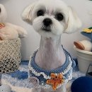 뽀송뽀송 강아지 미용실 | 우리 댕댕이, 뽀송뽀송 변신 완료! 아산 애견미용 다녀온 후기