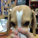 화랑동물병원 이미지