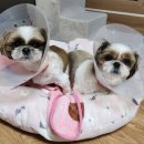 늘푸른종합동물병원 네이버블로그