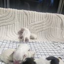 Coton4u 네이버블로그