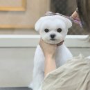 피카소 동물병원 미용 이미지