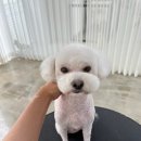 몽보드레 이미지