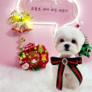 애견매니아 이미지