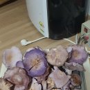 가지버섯 이미지