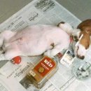 우리집강아지 이미지