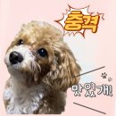 강아지 사료 추천 alleva, 알레바 치킨&amp;덕 어덜트 사료리뷰