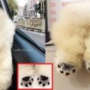 꼬순내 이미지