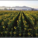 해바라기주유소 이미지