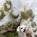 털뭉치이발소 이미지