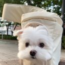 착한강아지