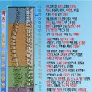 바른척추 이미지