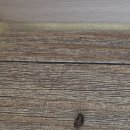 가수원로-20 | 대전방역업체 바퀴벌레 퇴치 박멸 비용 세스코 맥스포스겔 내돈내산