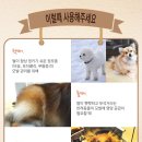 샤이닝헤어 이미지