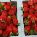 임홍식농장 이미지