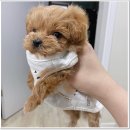 마마스미독강아지분양광주점