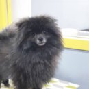 왈왈이발소 이미지