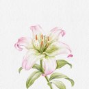 수채화와 디지털 보태니컬 드로잉 이미지