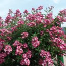 모짜르트 ( <b>이쁨</b> 주의 )