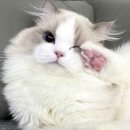 유신당주 | 모에게 :: 유신양관 짧은감상