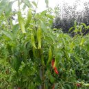 미르농장 이미지