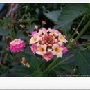 둘리 농장 이미지