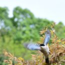 인천대공원 정원탐방(니콘 70 200렌즈사용) 이미지