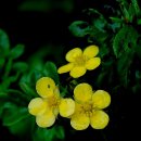 물싸리 (학명: Potentilla fruticosa L.) 이미지