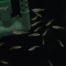 피쉬갤러리 천안점 이미지