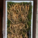 종삼농장 이미지