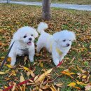 해피한 멍 이미지