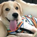 한 동물병원 이미지