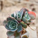 제이나니 이미지