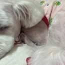 그루밍봄 이미지