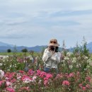 진산목장 | 홋카이도 도야호 근처 볼거리 추천 | 나카지마섬, 레이크힐팜, 사이로전망대