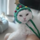 (주)페피테일 이미지