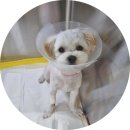 다올동물병원 | 240629 뚱땅쓰 중성화 후기