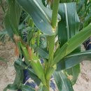 싱싱팜농장 이미지