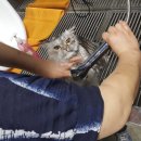 깐쵸네 애견서비스 이미지