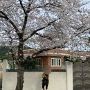 [봄 경주 -1] 경주 벚꽃 최고다