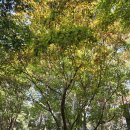 천안 단풍나무숲길 이미지