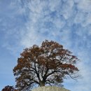 석성슈퍼 | [부여] 아름다운 단풍과 웅장한 사랑나무, 성흥산성