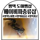 비전3로 | 평택도마뱀 평택게코 베이비파충류샵 평택비전점 크레 입양 후기