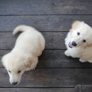 늘사랑동물병원 이미지