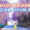 벚꽃마을