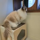 고양이호텔 윤집사 | 강동구 고양이호텔 윤집사 후기 | 아르의 생애 첫 2박3일 호텔링 1탄