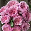 핑크 프라그란스-Pink Fragrance(五号香水) 이미지